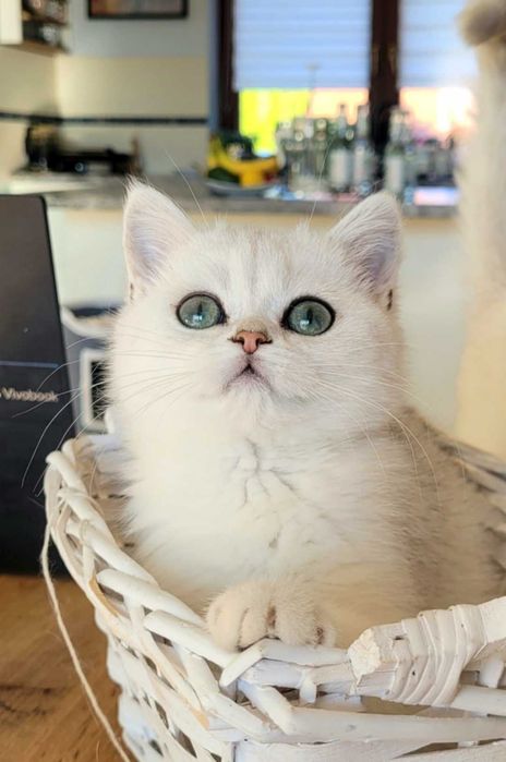 Brytyjska Koteczka, Maliwia