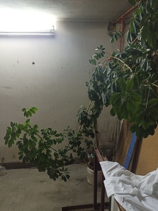 Kwiat szeflera ponad 300cm