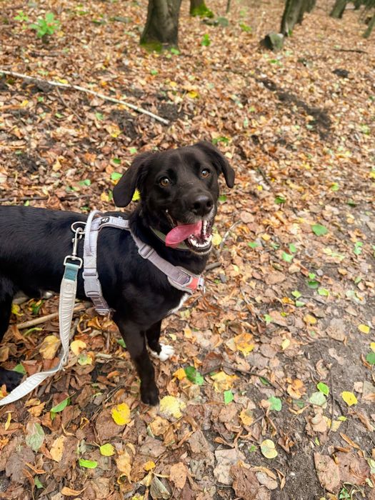 Młody, aktywny pies w typie rasy labrador. Czarny, średniej wielkości.