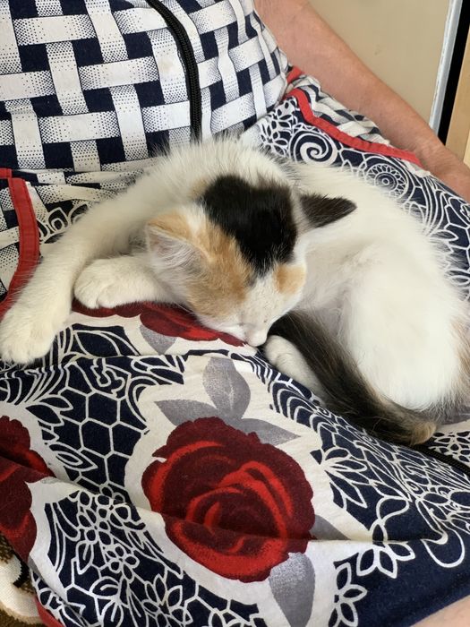 Милая, нежная, тактильная кошечка 1,5-2 месяца