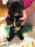 Shih Tzu szczenię