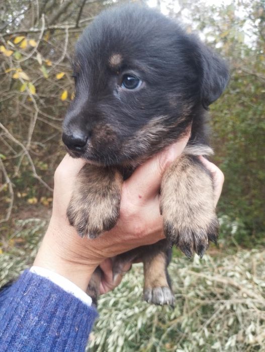 Neco para adoção muito responsável