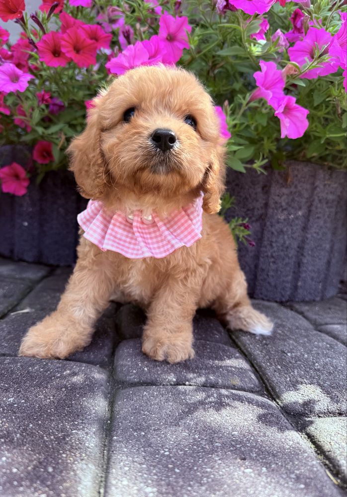 Cavapoo Sunia Hybryda Ras