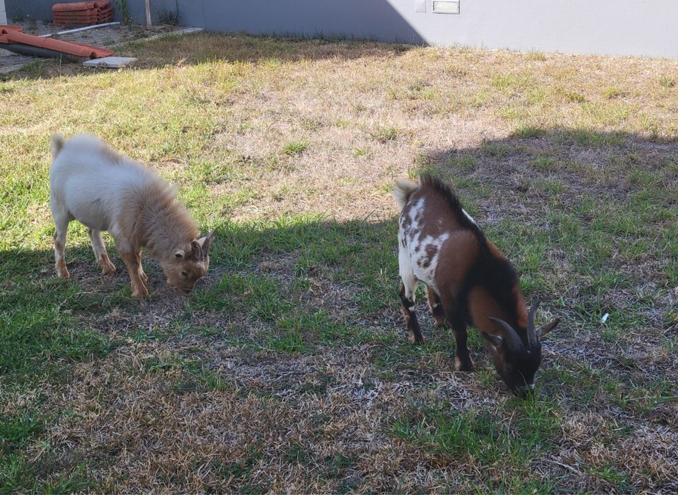 Vendo 2 cabras ana com 8 meses