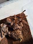 Grammostola rosea red 5.5dc Samica