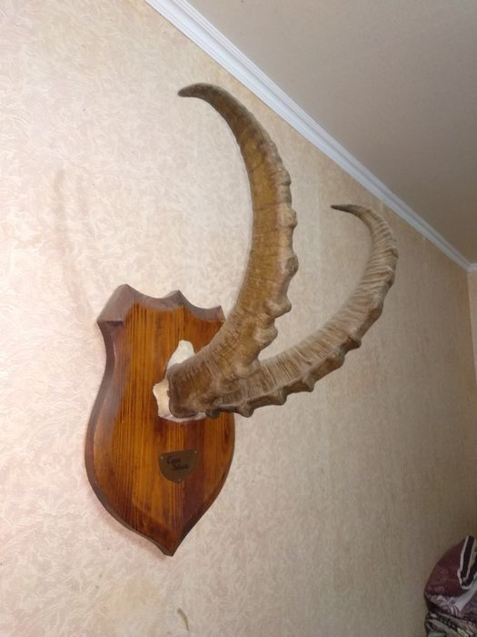 Рога горного козла