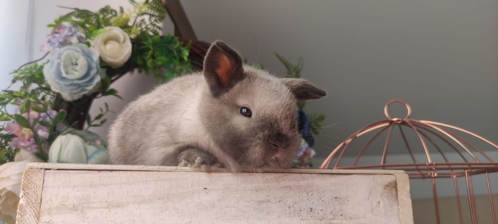 Królik Mini lop gotowe do odbioru