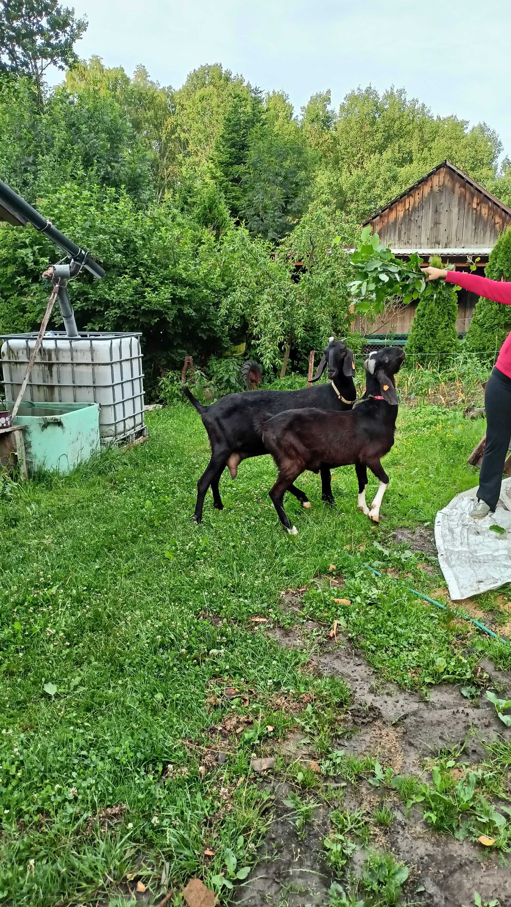 Koza i kozioł anglonubirski