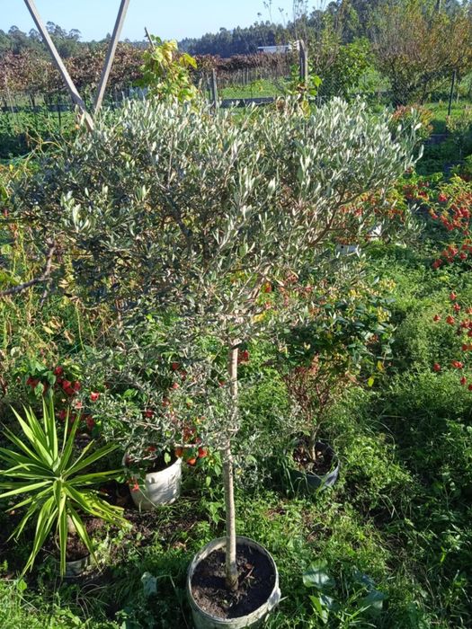 Vendo oliveira bonita para jardim