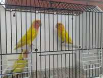 Tenho agapornis para a ceder a partir de 15€