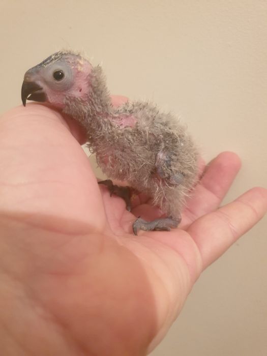 Loris molucano bebé