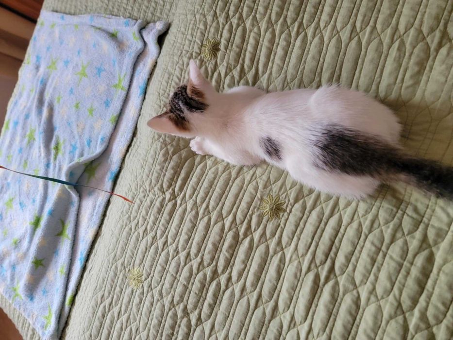 Kto pokocha Maję? Adoptuj!