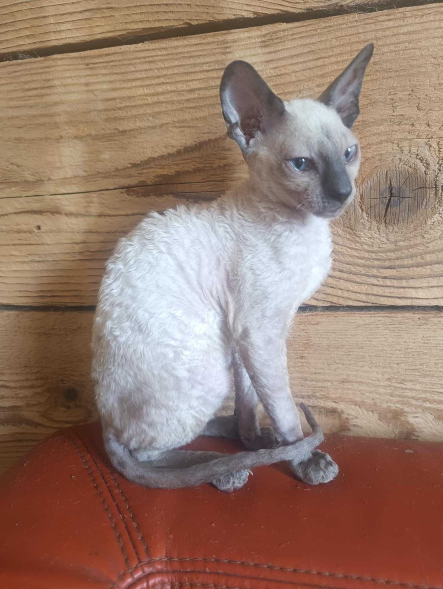Cornish Rex  devon rex kot hod. Urok Życia
