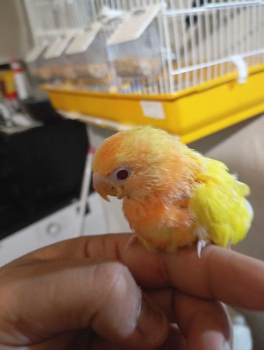 Vendo agaporni criada a mão