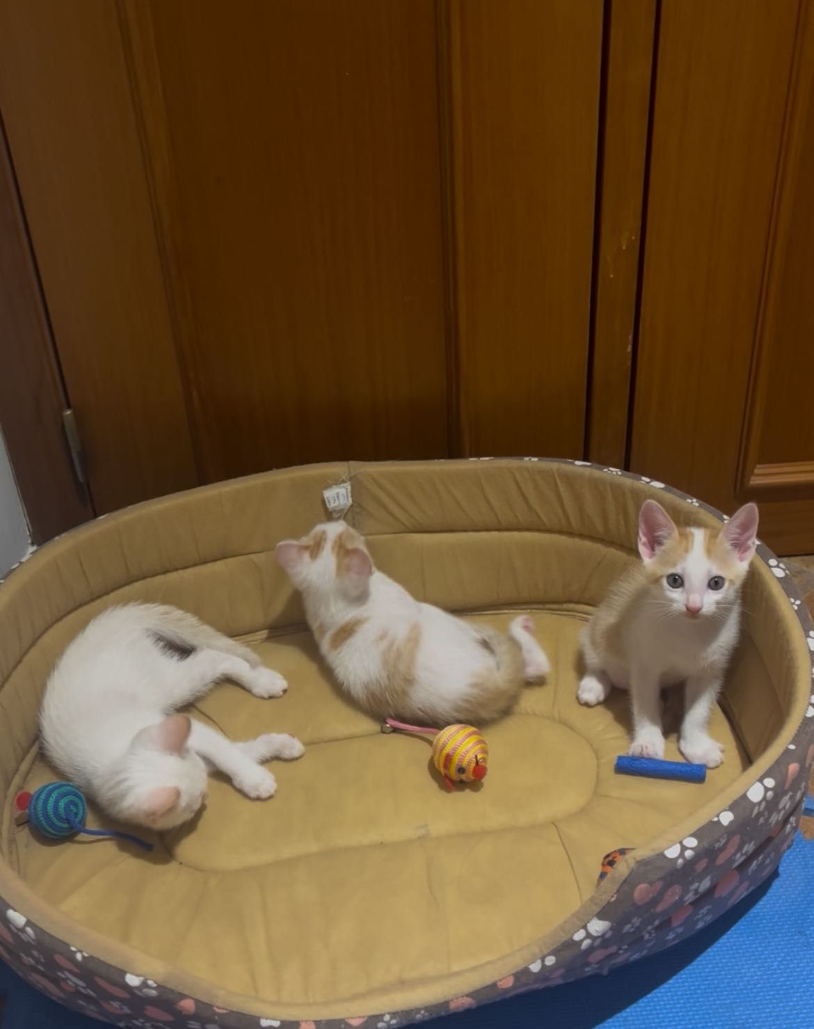 Gatinhas para adoção