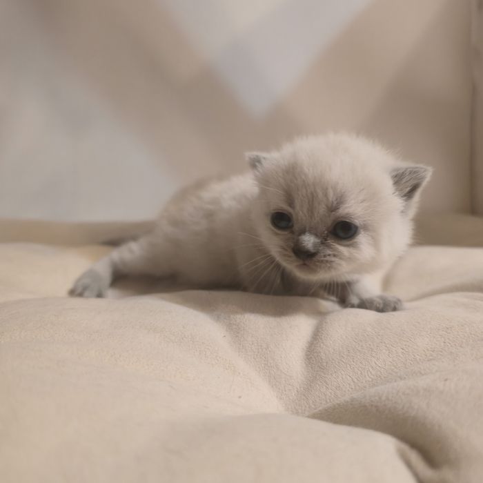 Brytyjski kocurek niebieski point