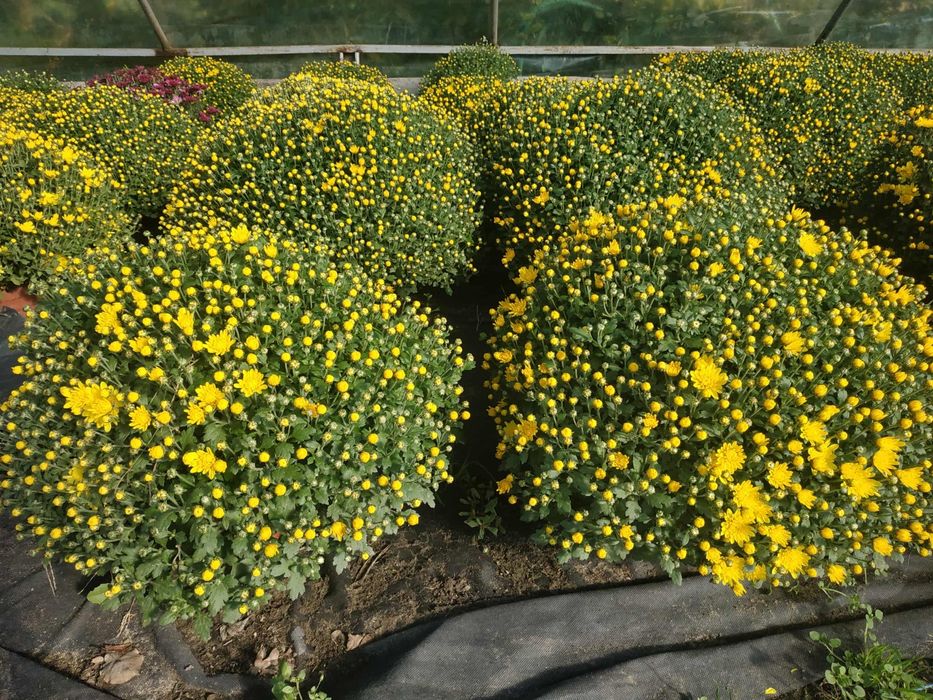 Chryzantemy drobnokwiatowe