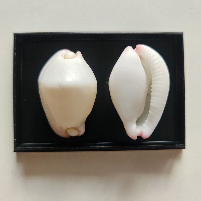 Calpurnus verrucosus muszle