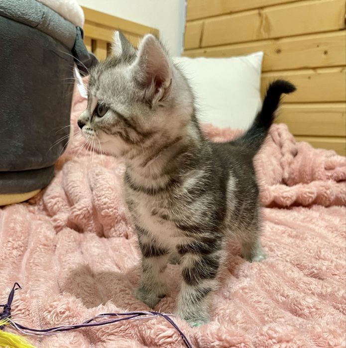 Маленьке кицинятко шукає друга