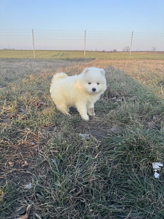 Cudowna Suczka Samoyed,Chip,Rodowód,Książeczka,Wyprawka!!
