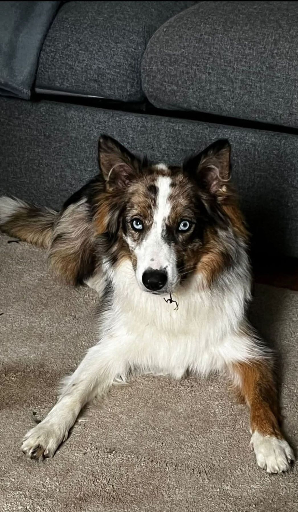 Border Collie piesek UNIKATOWY niebieskooki