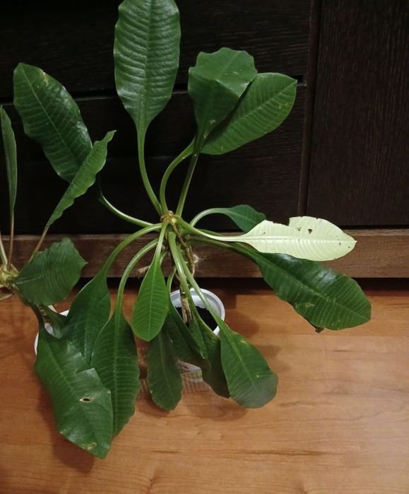 Кімнатні рослини різні