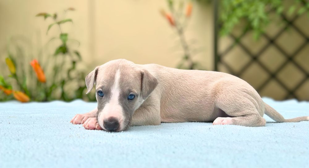 Whippet chart angielski