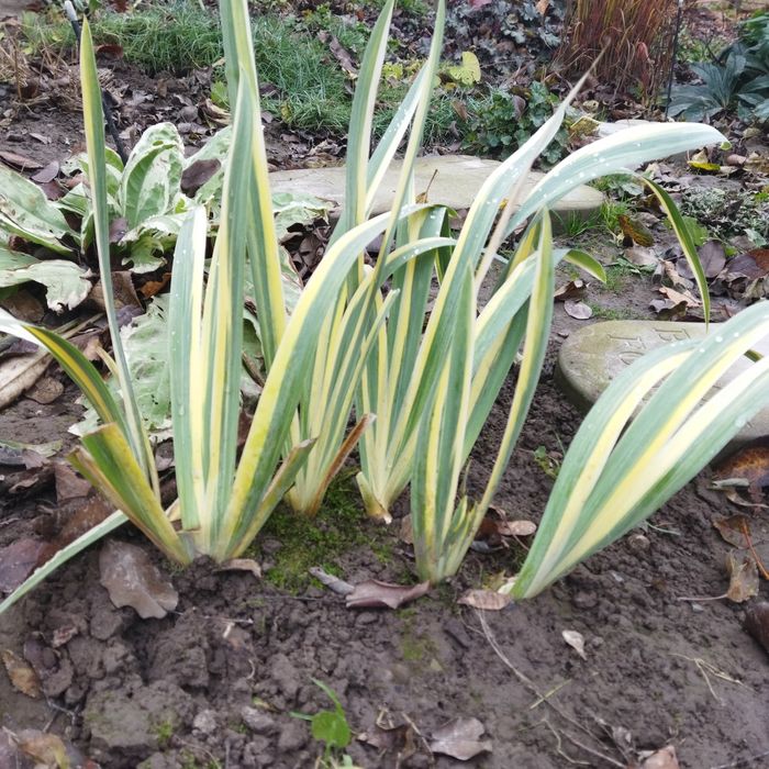 Рослина варієгантний ірис