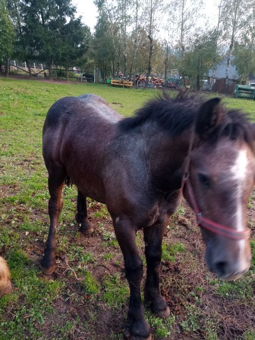 Źrebak zimnokrwisty ogierek