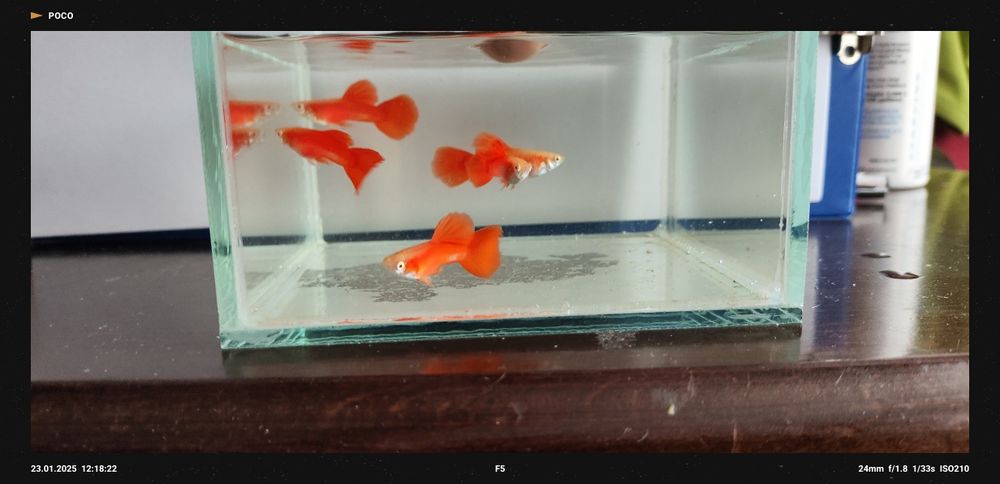 Gupik Red Albino Super Big Dorsal