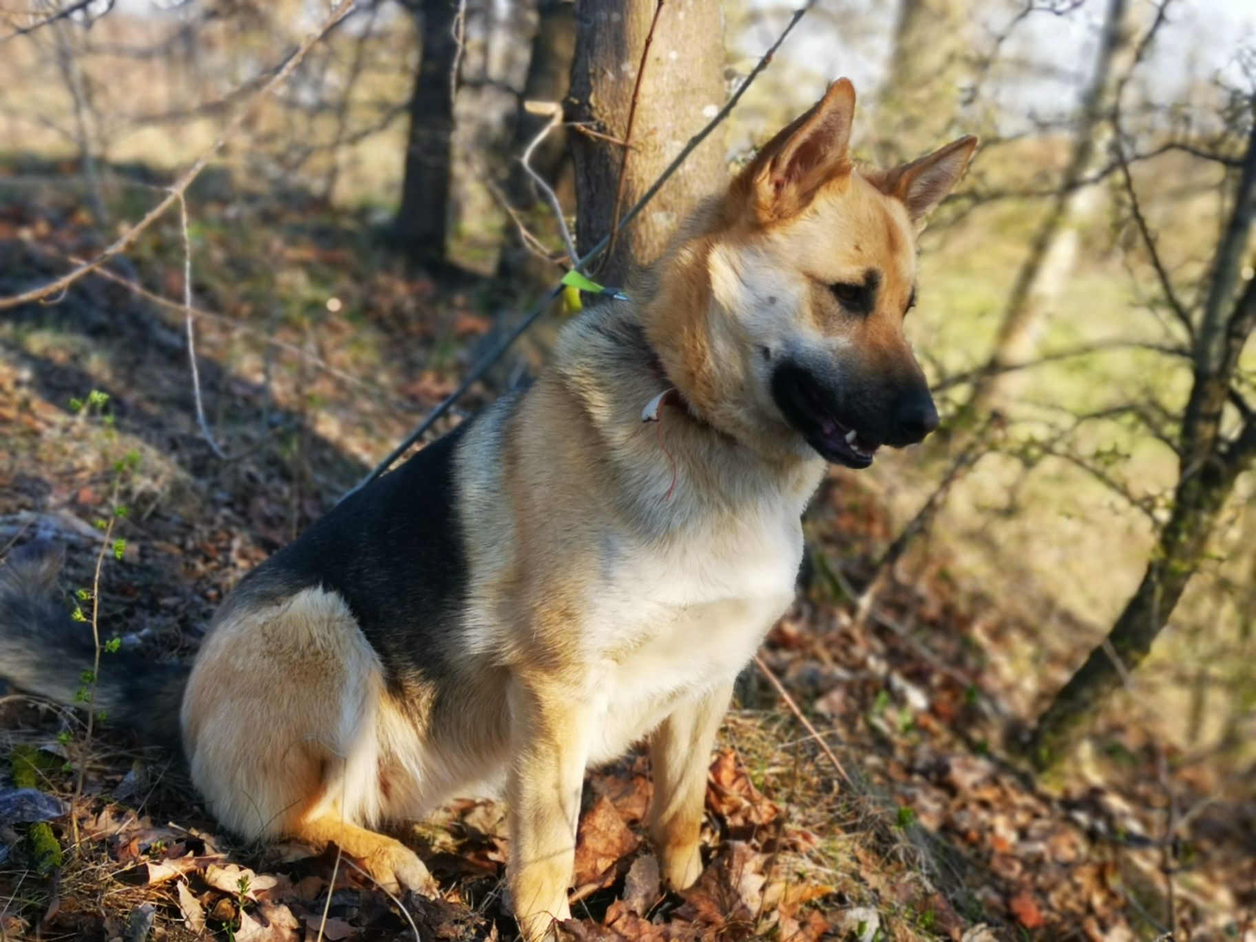 Róża - piękna suczka w typie owczarka niemieckiego szuka domu