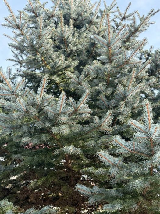 !Шикарна Велика Ялинка На Продаж!