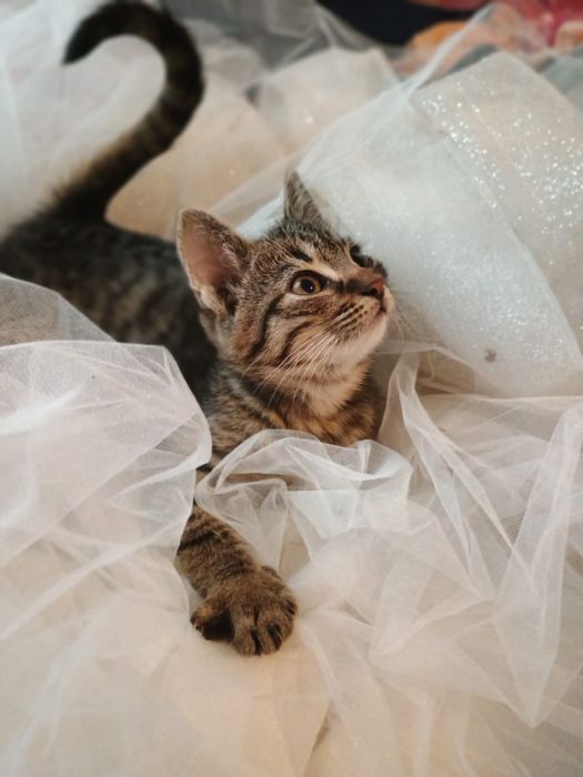 Віддам котиків і кішечку