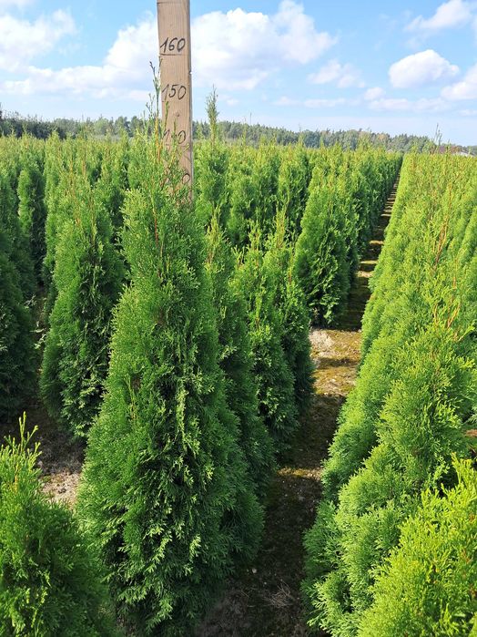 Tuja Szmaragd 140cm GAT 1, Bardzo gęste, Gwarancja przyjęcia, Doradztw