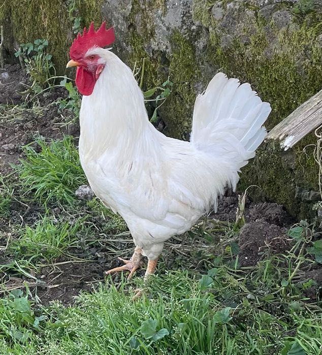 Galos para venda