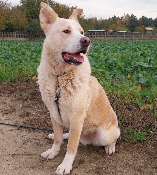 Misiek mix akity i labradora