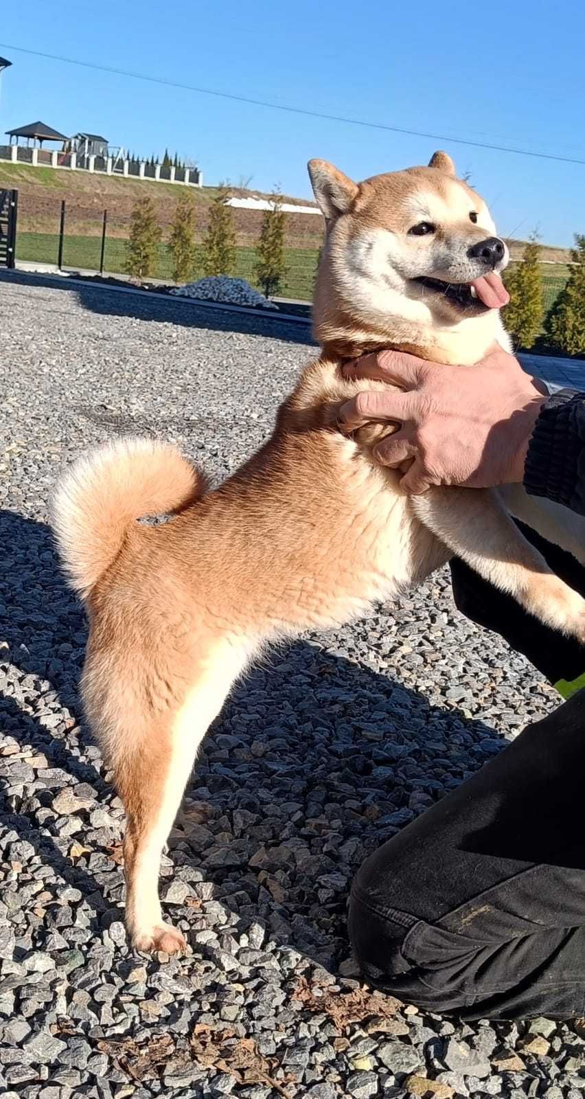 Shiba inu piesek, ojciec FCI, gotowy do odbioru