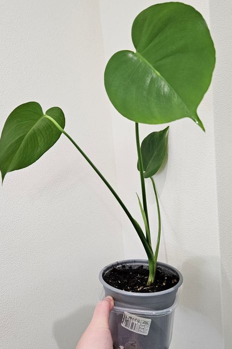 Монстера делікатесна