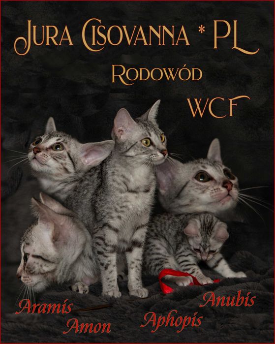 Kot Egipski Mau rodowodów WCF