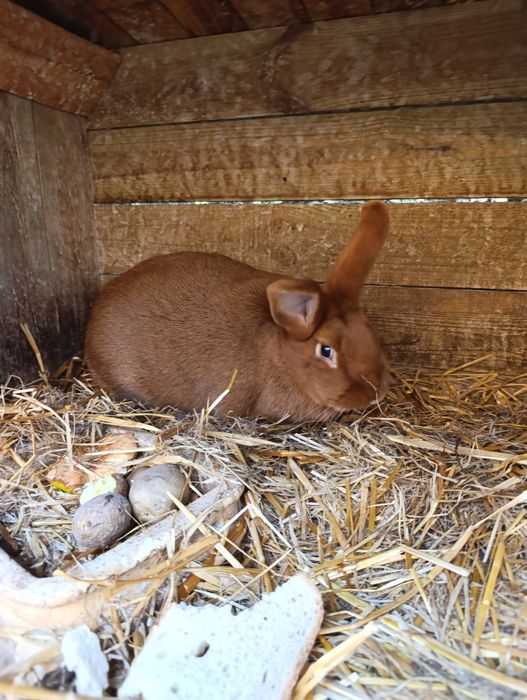 Sprzedam samce nowozelandzki czerwony