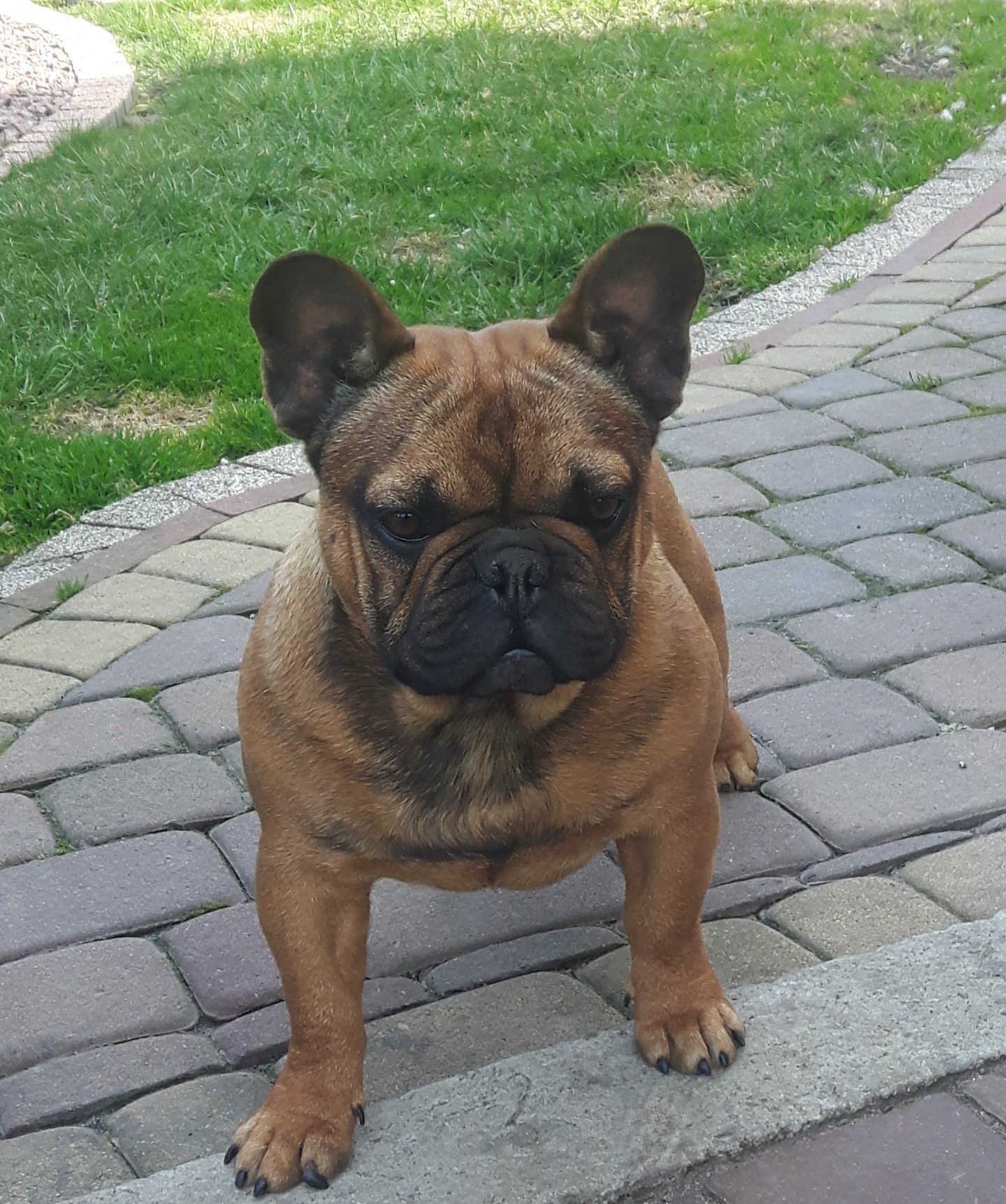 Sunia Buldog francuski+rodowód, chip, komplet dokumentów