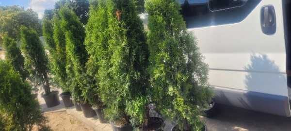 Tuja Thuja  Szmaragd tuje  kopana gruba 110cm 120cm 130 cm Słupca