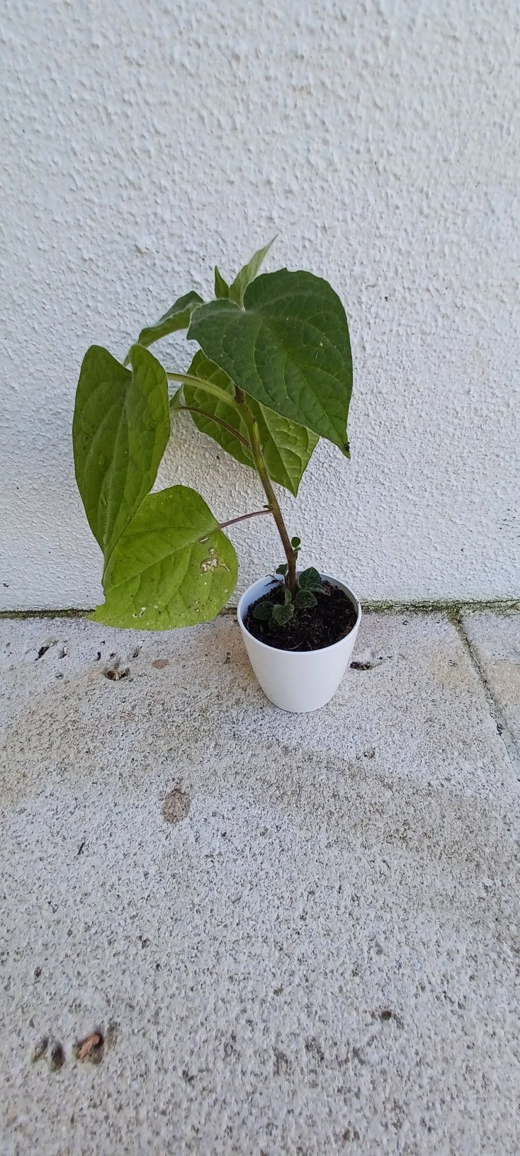 Planta Fisalis frutos benéficos para a saúde.