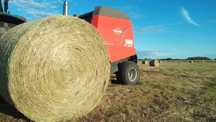Siano 120 cm duży transport