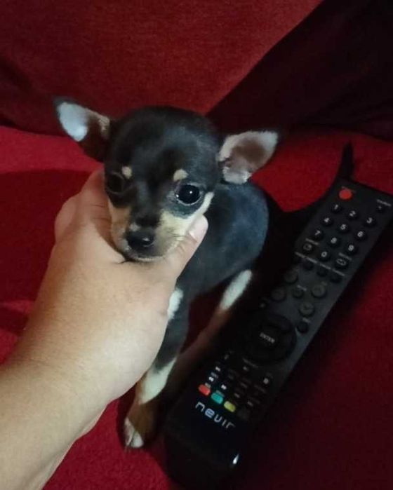 Pisncher belíssima fêmea