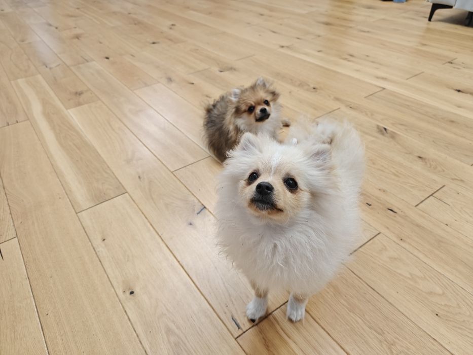 Szczeniak Szpic miniaturowy