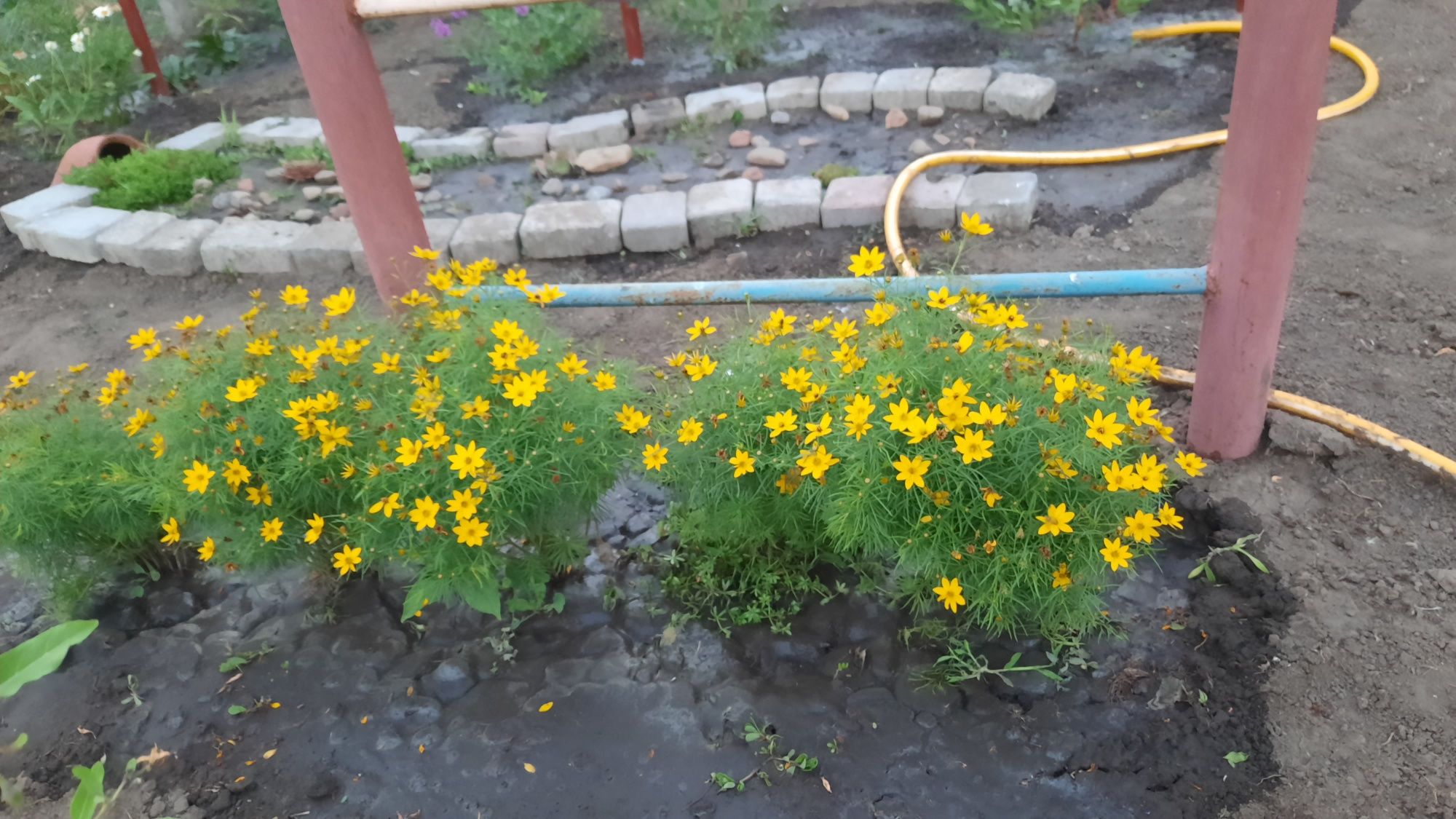Жовта садова квітка
