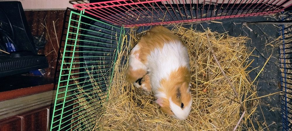 Морська свинка народились 9.12.25