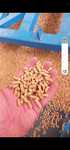 Pellet drzewny 6mm