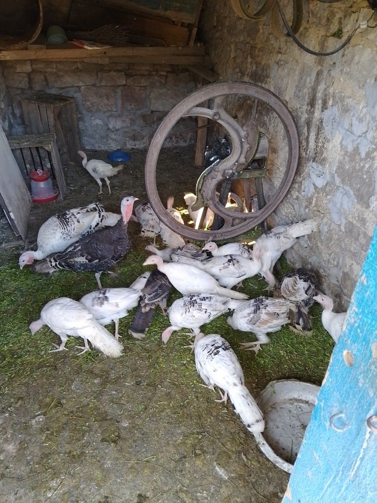 Індики розпродаж ,сім'я- індик і дві індички